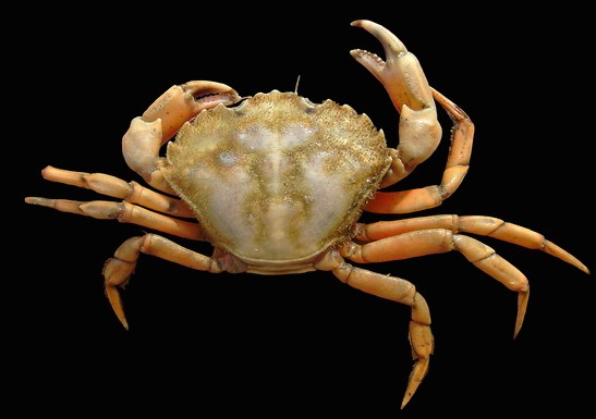Pearson-Weldon crab